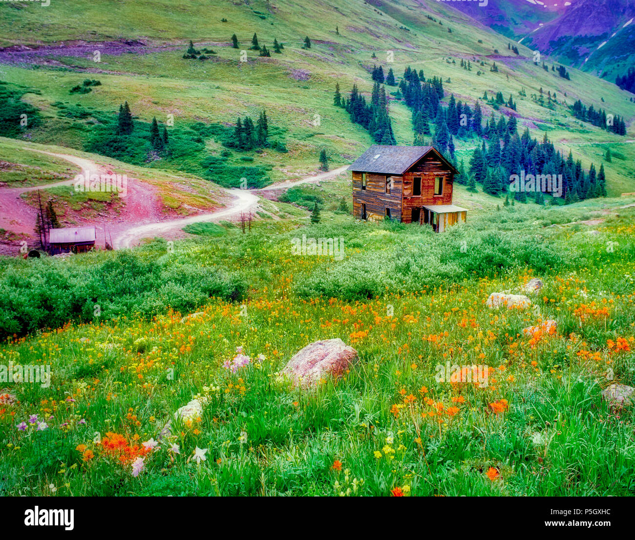 F00079M.tiff Building in ghost town of Animas Forks with wild flowers