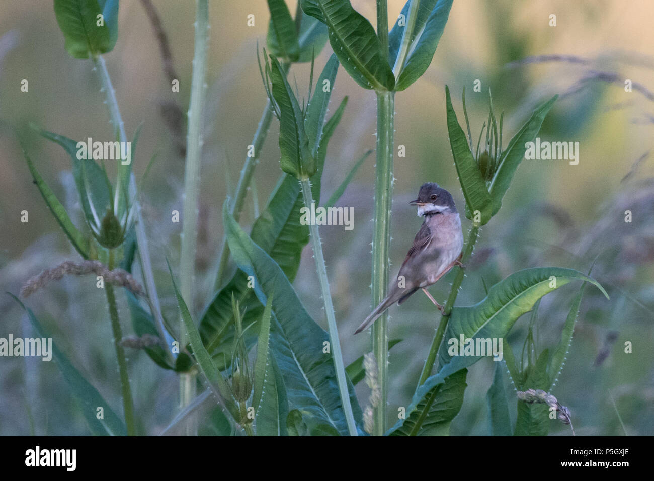 A Whitethroat on a balmy evening at the Woods Mill Nature Reserve, Sussex, UK Stock Photo