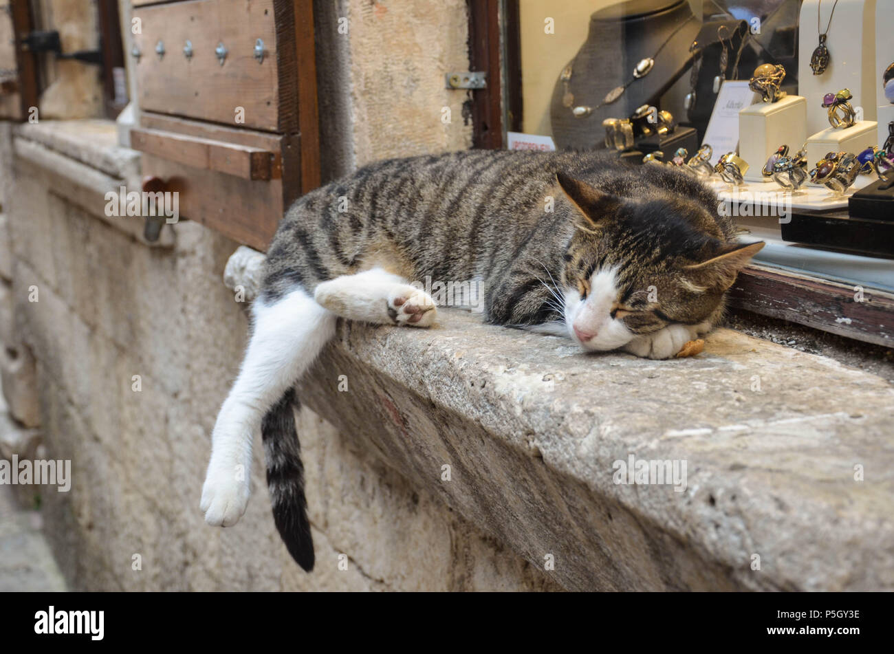 A cat leaning and resting on a shop window sill, Old Town, Kotor, Bay of Kotor, Montenegro Stock Photo