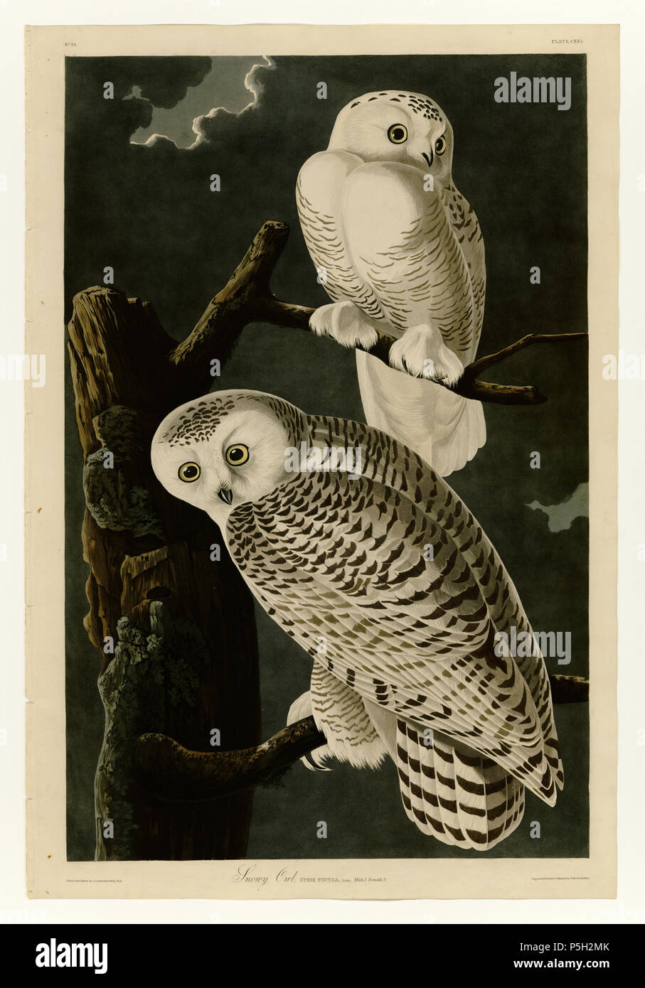 Birds of New York . SNOWY OWL Syctea nyctea (Linnaeus) GREAT GRAY OWL  Scotiaptvx nebulosa neiulosa (J. E. Forster) All Vb nat. size BARRED OWL  Strix varia varia Barton Digitized by