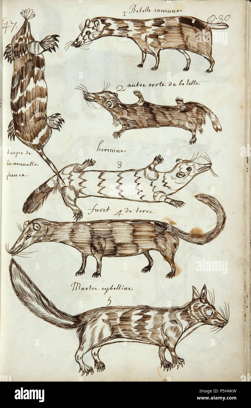 N A Francais Codex Canadensis P 30 Taupe De La Nouvelle France 1 Belette Commune 2 Autre Sorte De Belette 3 Hermine 4 Furet De Terre 5 Martre Cybelline English