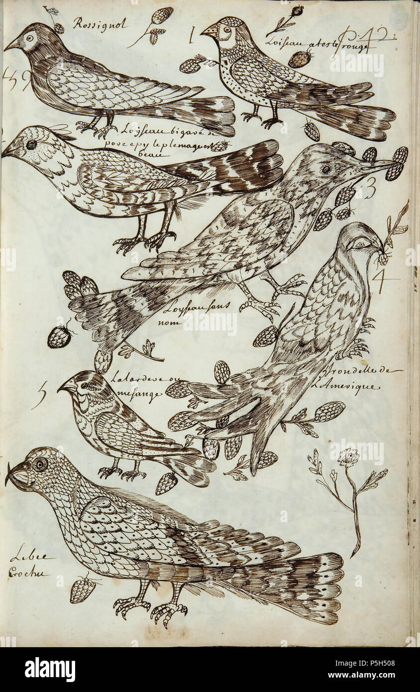 frange effilée dégradée