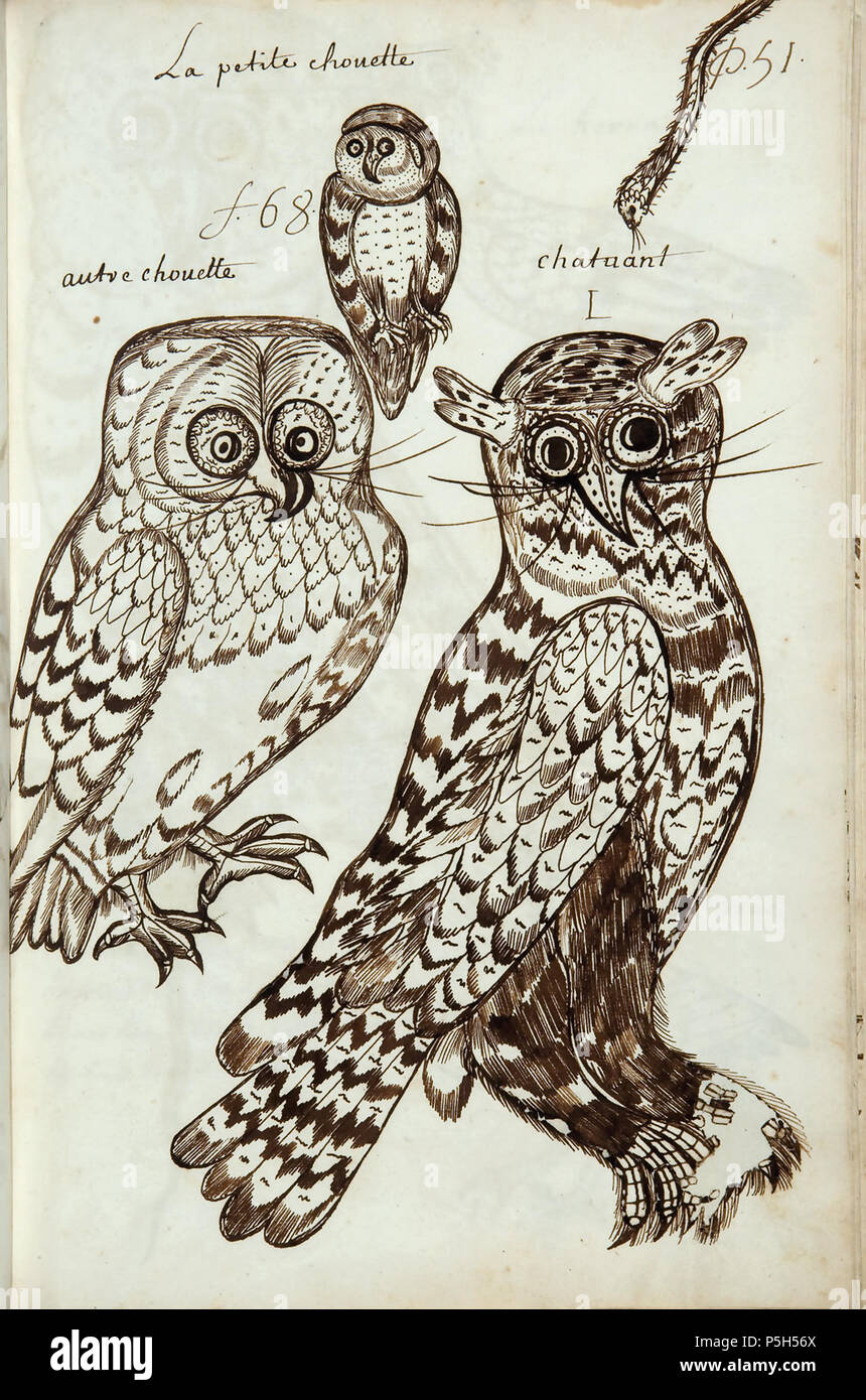 N/A. Français : Codex canadensis, p. 51 La petite chouette autre chouette 1 chatuant English: The small owl Another owl 1 (lower right) Barn owl    Chouette Gessner.jpg    . circa 1675-82. Louis Nicolas (1634 - ca. 1682) 362 Codex canadensis, p. 51 Stock Photo