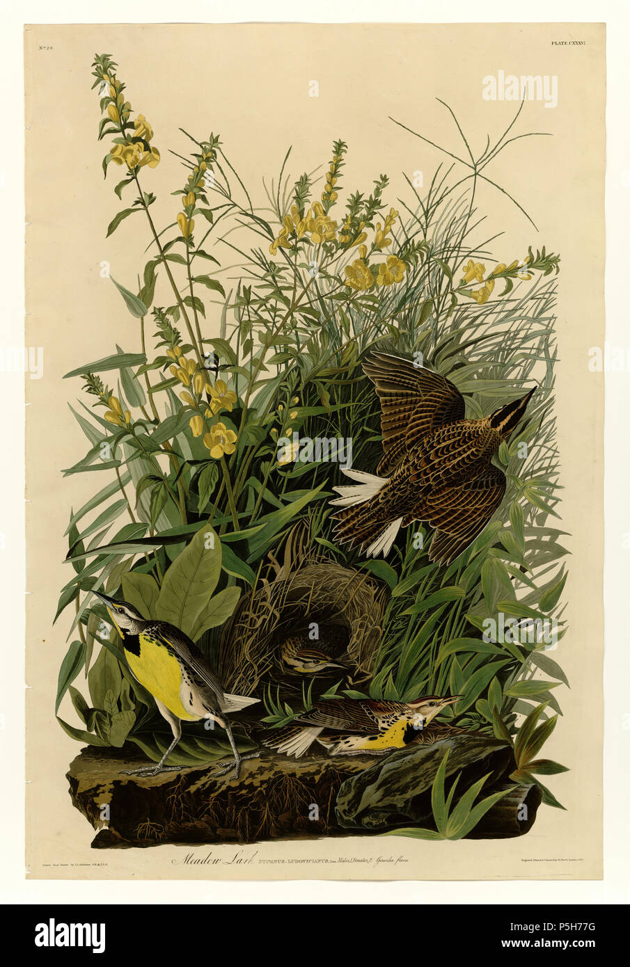 N/A. Plate 136 of Birds of America by John James Audubon depicting Meadow Lark. between 1827 and 1838.   John James Audubon  (1785–1851)       Alternative names Birth name: Jean-Jacques-Fougère Audubon  Description American ornithologist, naturalist, hunter and painter  Date of birth/death 26 April 1785 27 January 1851  Location of birth/death Les Cayes (Haiti) New York City  Work location Louisville, New Orleans, New York City, Florida  Authority control  : Q182882 VIAF:14765625 ISNI:0000 0001 1040 5229 ULAN:500016578 LCCN:n79018677 NLA:35010139 WorldCat 16 136 Meadow Lark Stock Photo