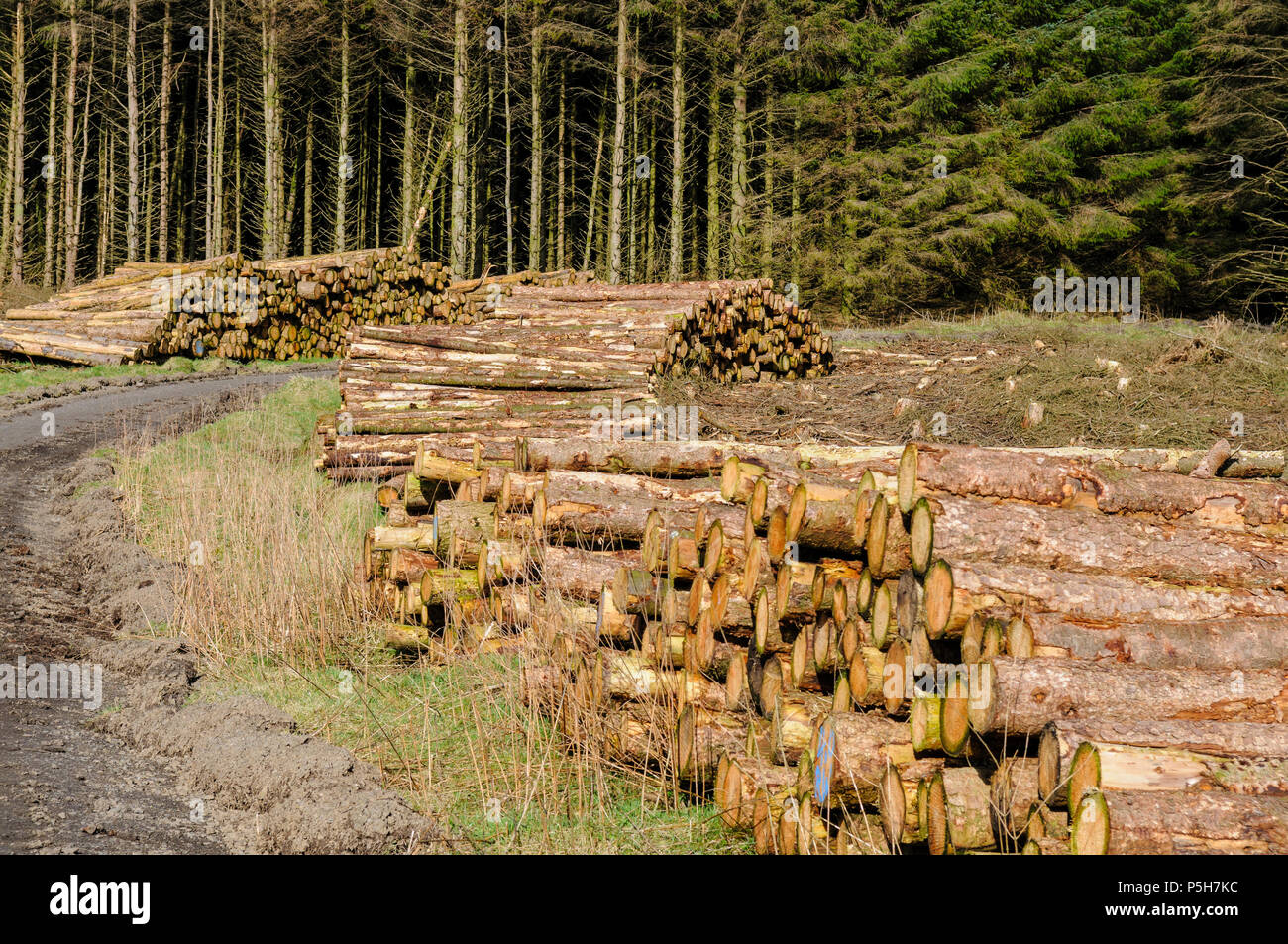 Piles of freshly cut down trees for lumber in a forest Stock Photo