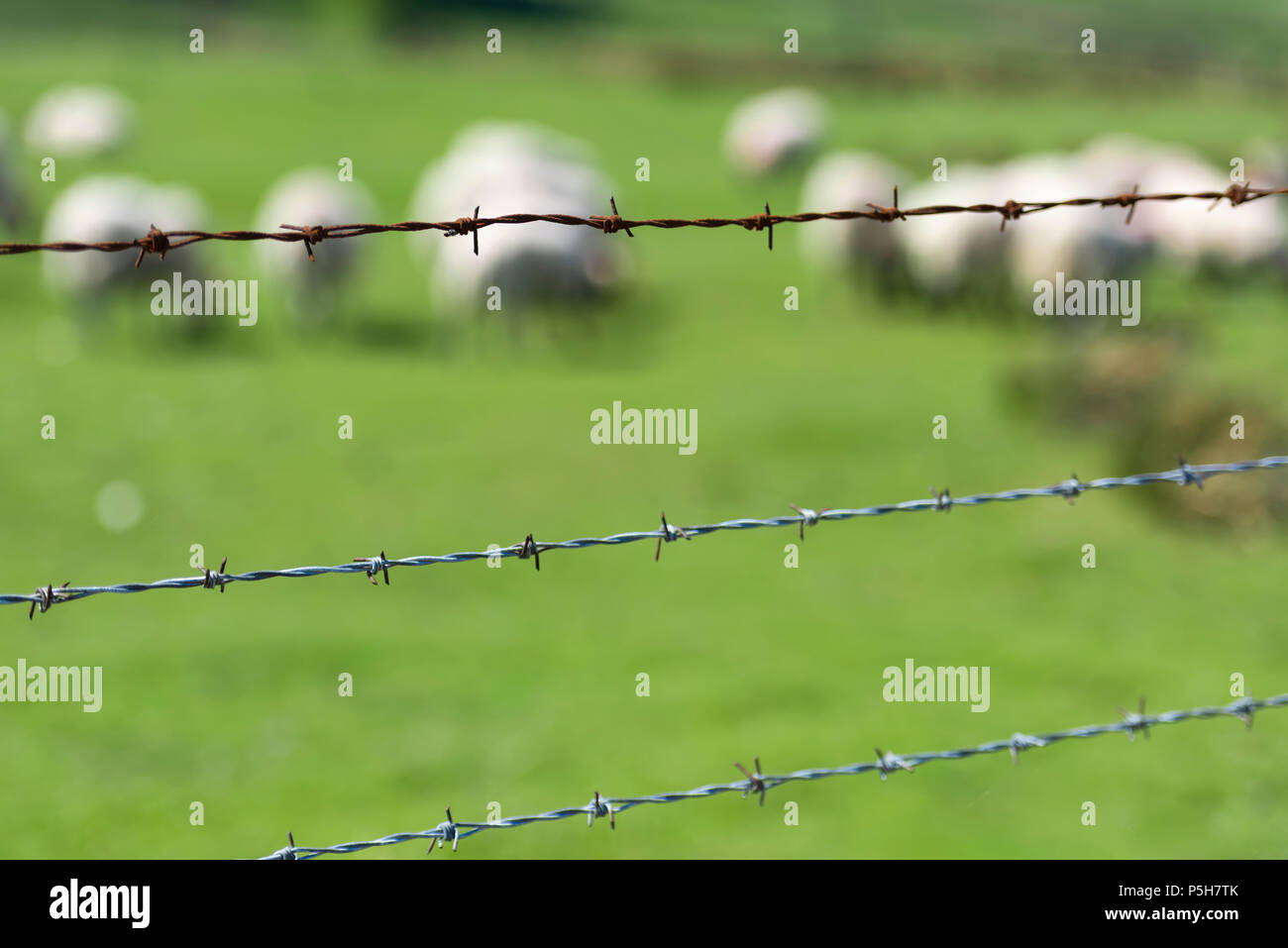 Sheep in a field behind barbed wire and a dry stone wall, County Antrim, Northern Ireland Stock