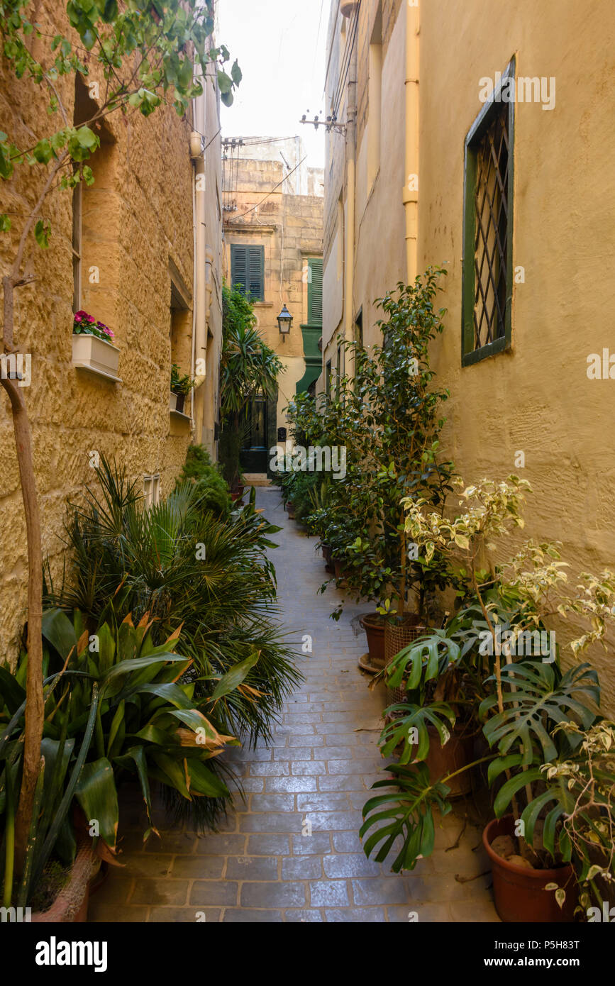 Plants in plant pots line a narrow alleyway in the Victoria Old Town