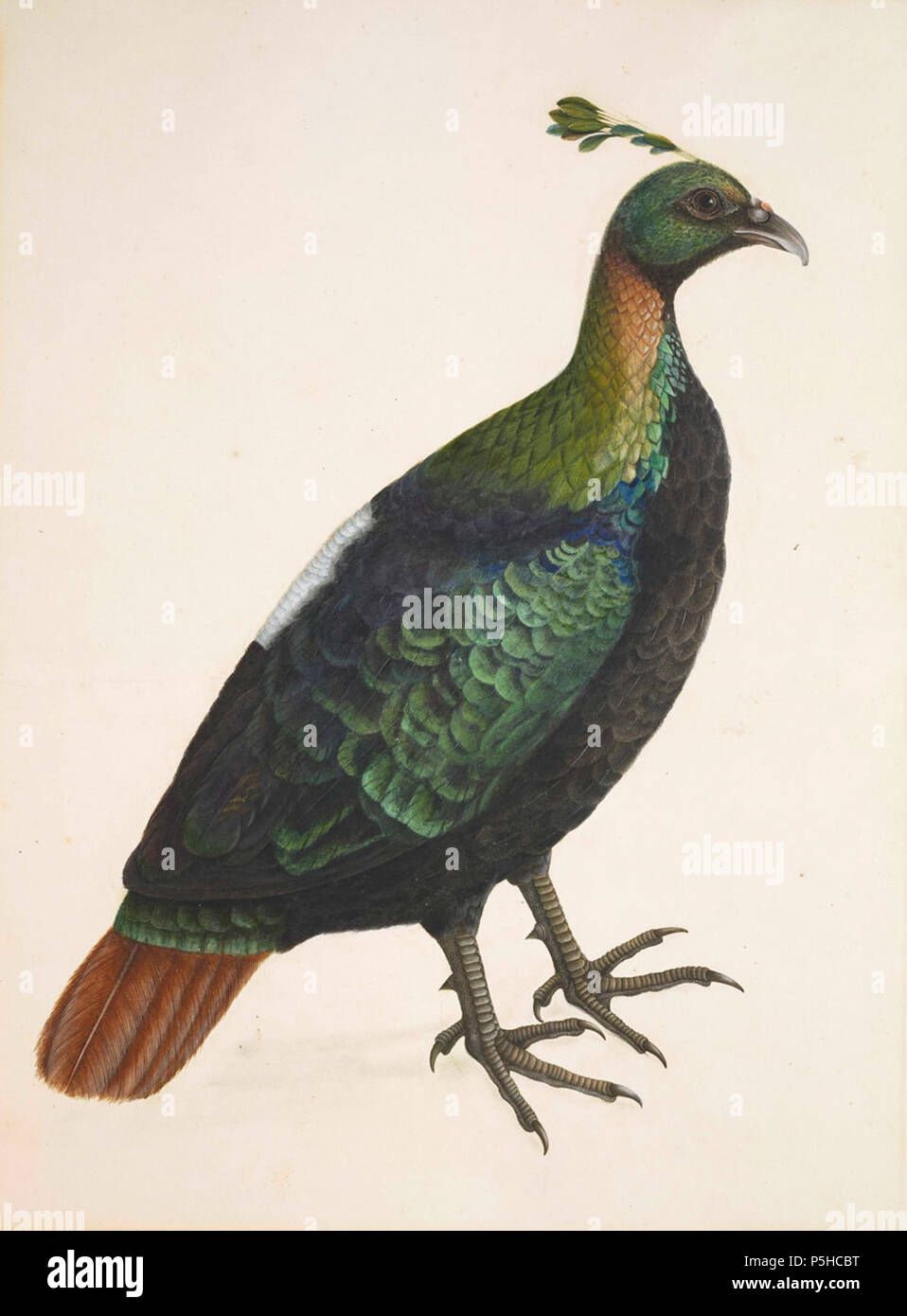 N A English A Himalayan Monal Impeyan Pheasant Calcutta N A English A Himalayan Monal Impeyan Pheasant Calcutta