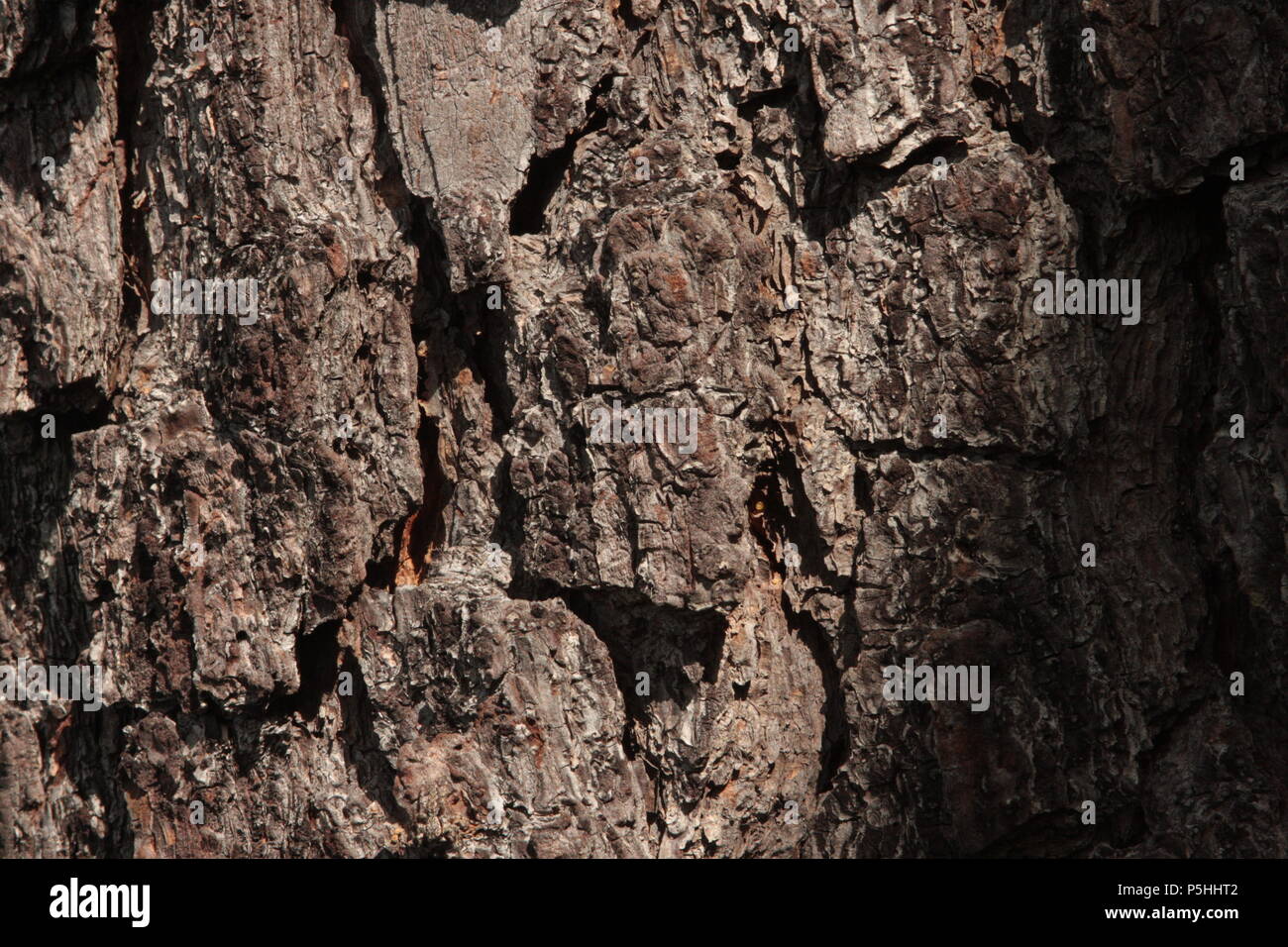 Close up of rough, thick tree bark of old tree Stock Photo