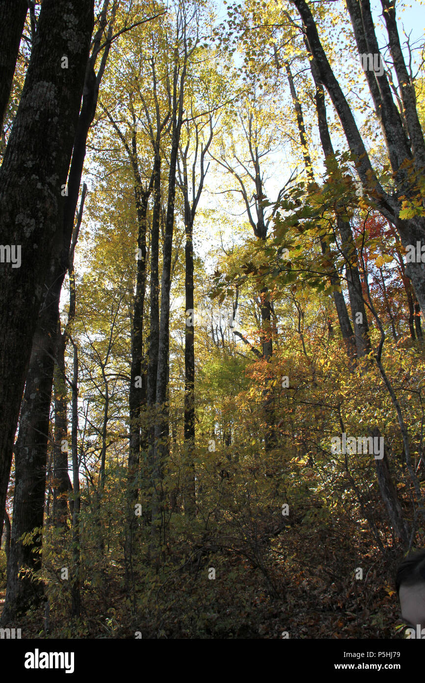 Deciduous tree forest changing colors in autumn Stock Photo Alamy
