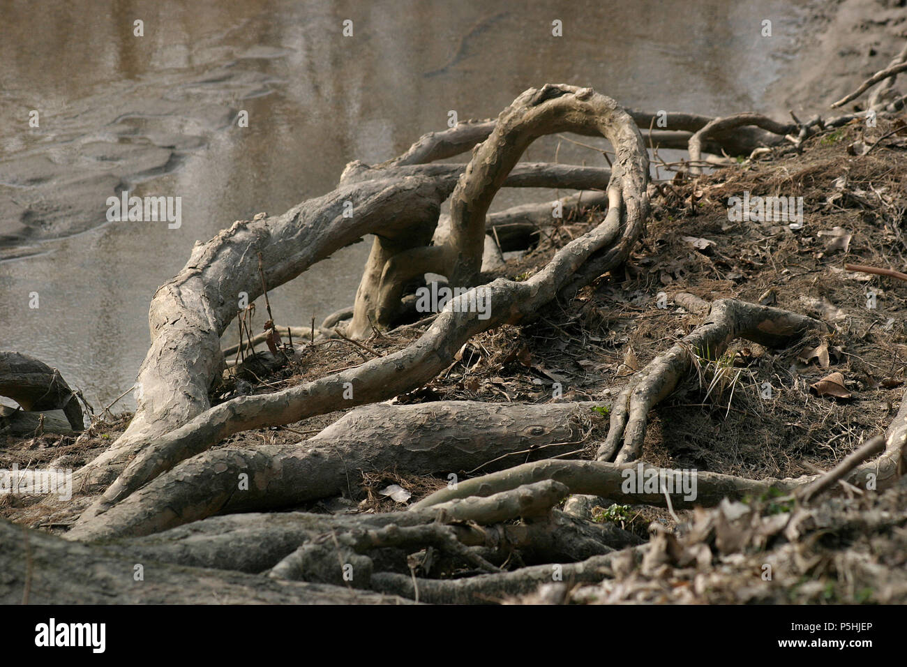 Tree roots exposed by erosion at the edge of river Stock Photo - Alamy