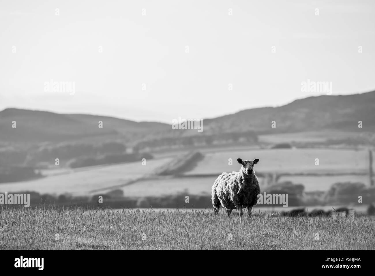 black and white sheep in field Stock Photo