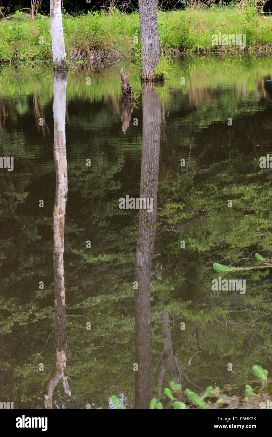 Reflection of tree trunks at the edge of water Stock Photo - Alamy