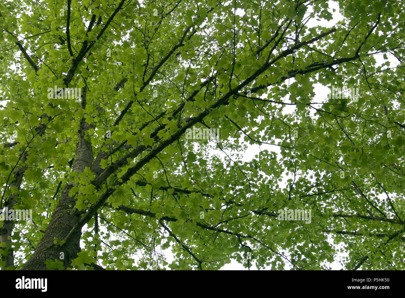 Tulip poplar tree hi-res stock photography and images - Alamy