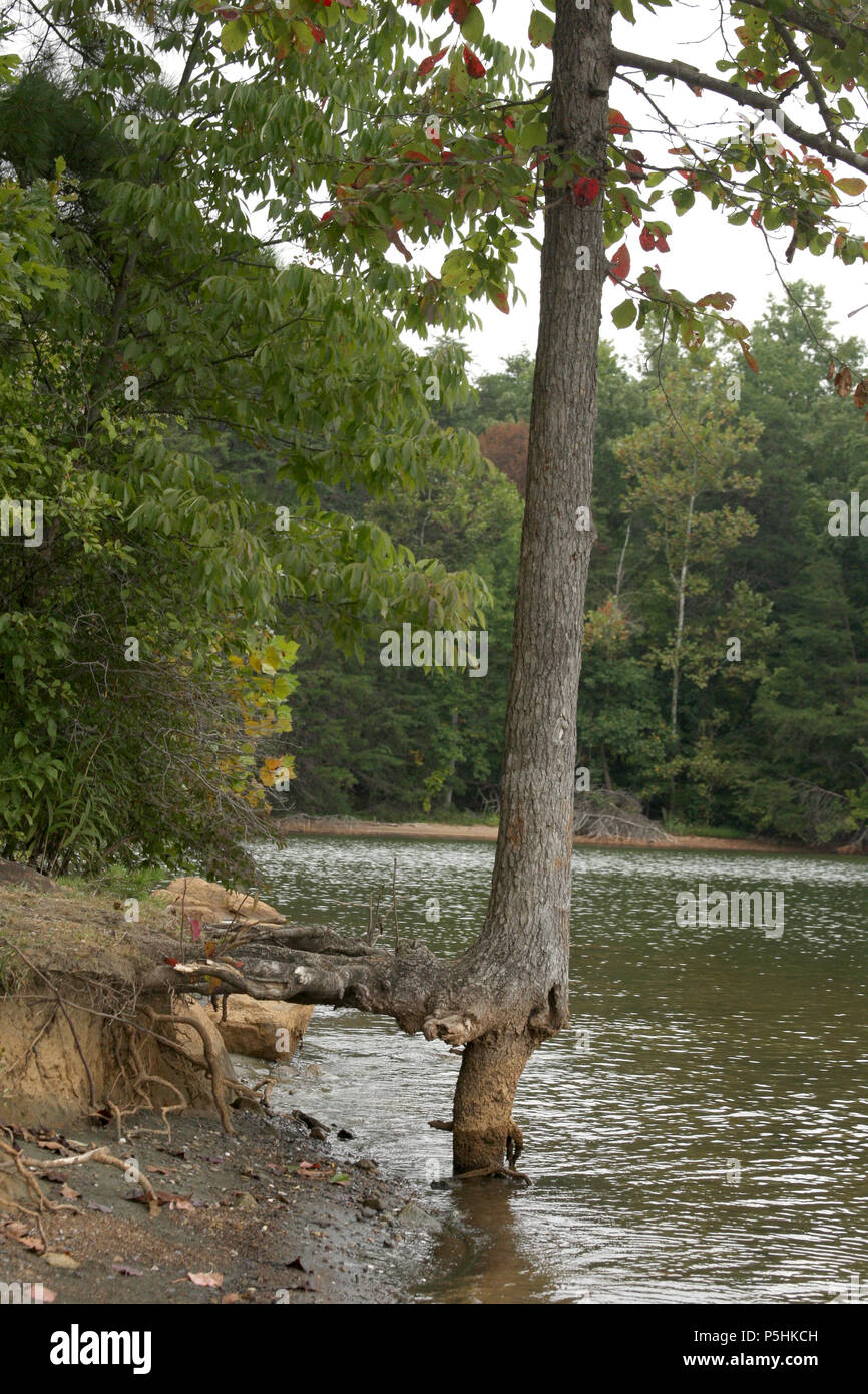 Tree roots exposed by erosion at the edge of lake Stock Photo - Alamy