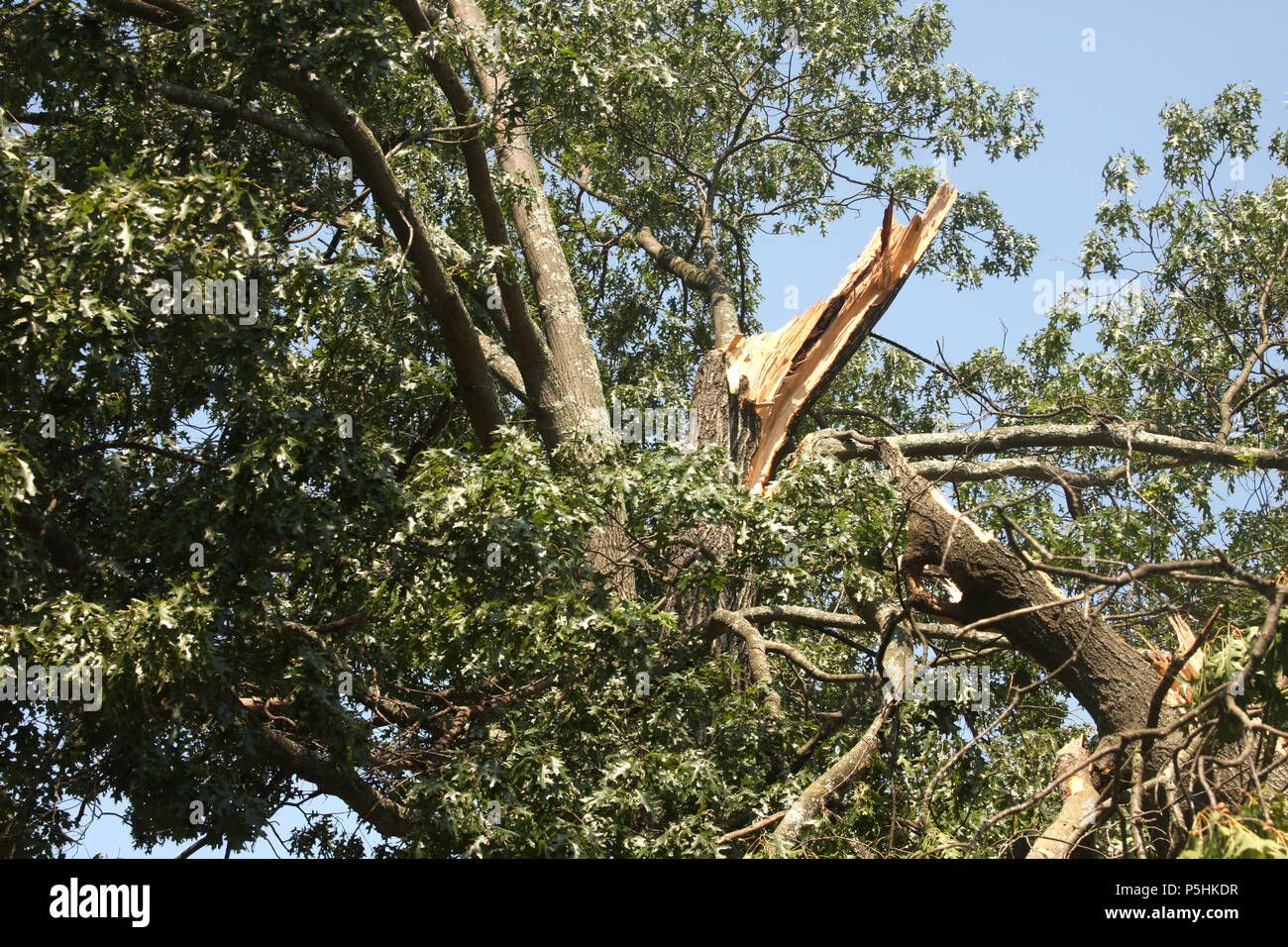 Large tree with broken limbs after passing storm Stock Photo Alamy