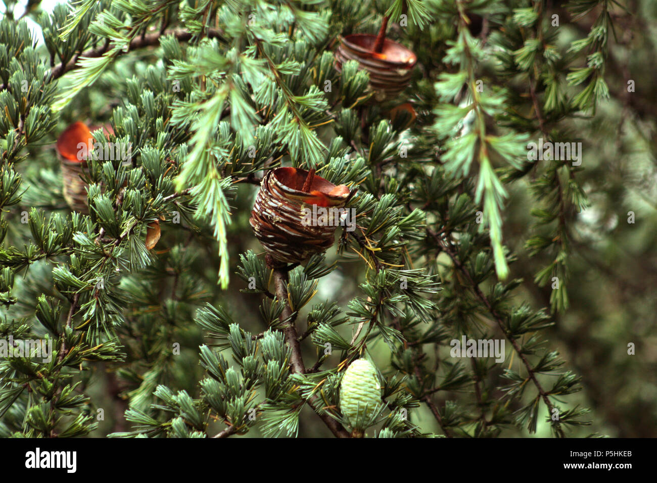 Cedar of Lebanon (Cedrus Libani's)'s young and mature cones on branches Stock Photo