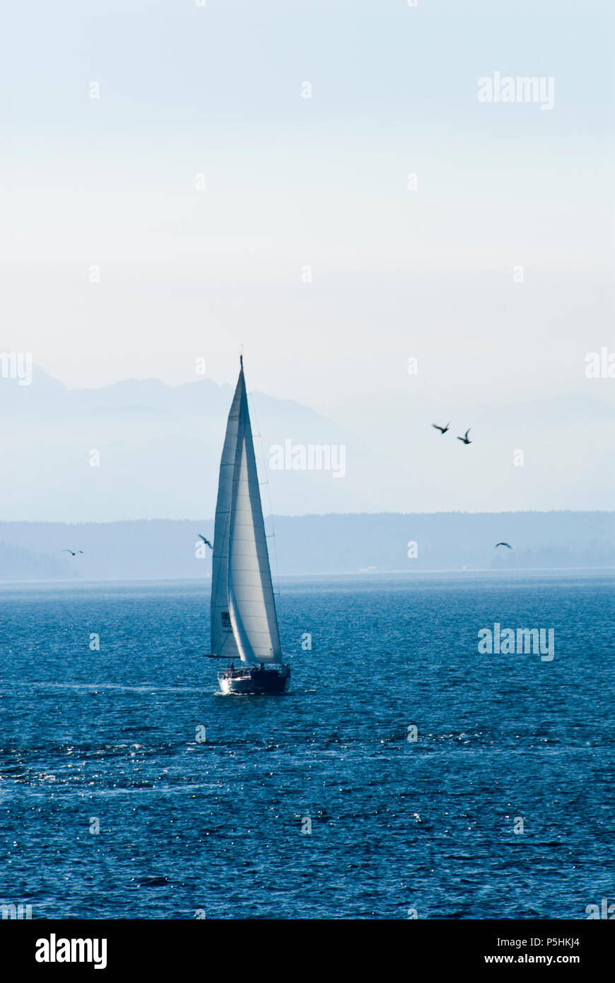 Sailboats sail on Puget Sound near Seattle with Olympic Mountains in