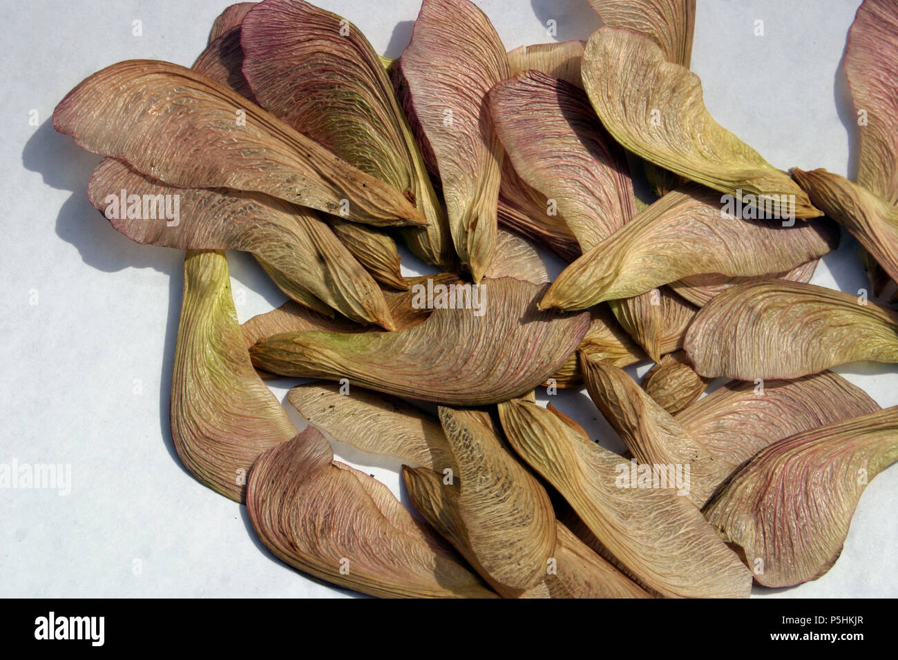 Closeup of Maple tree's seeds Stock Photo Alamy