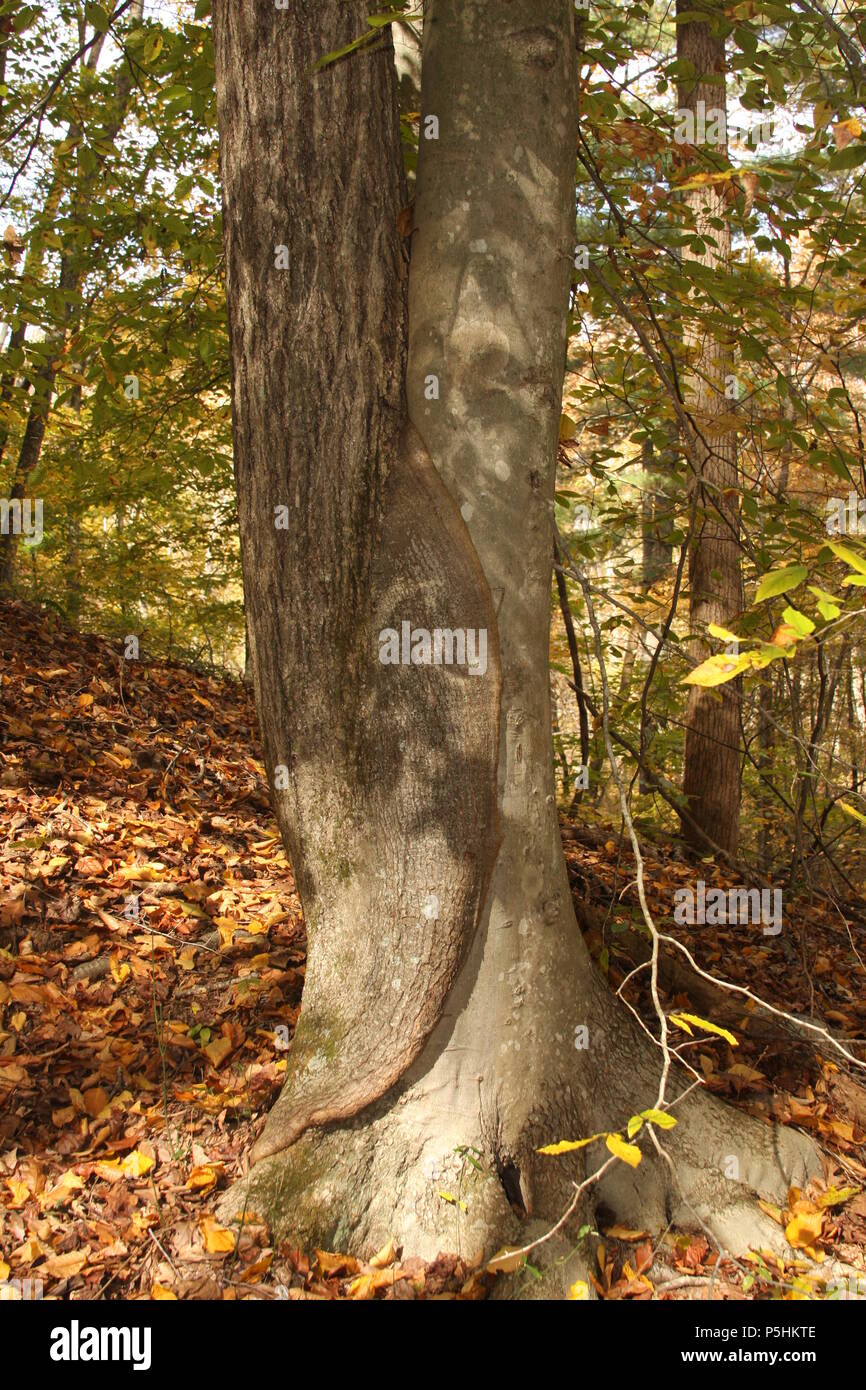 Inosculation: two different trees joined together at the base of their trunk. Conjoined trees. Husband and wife trees. Stock Photo