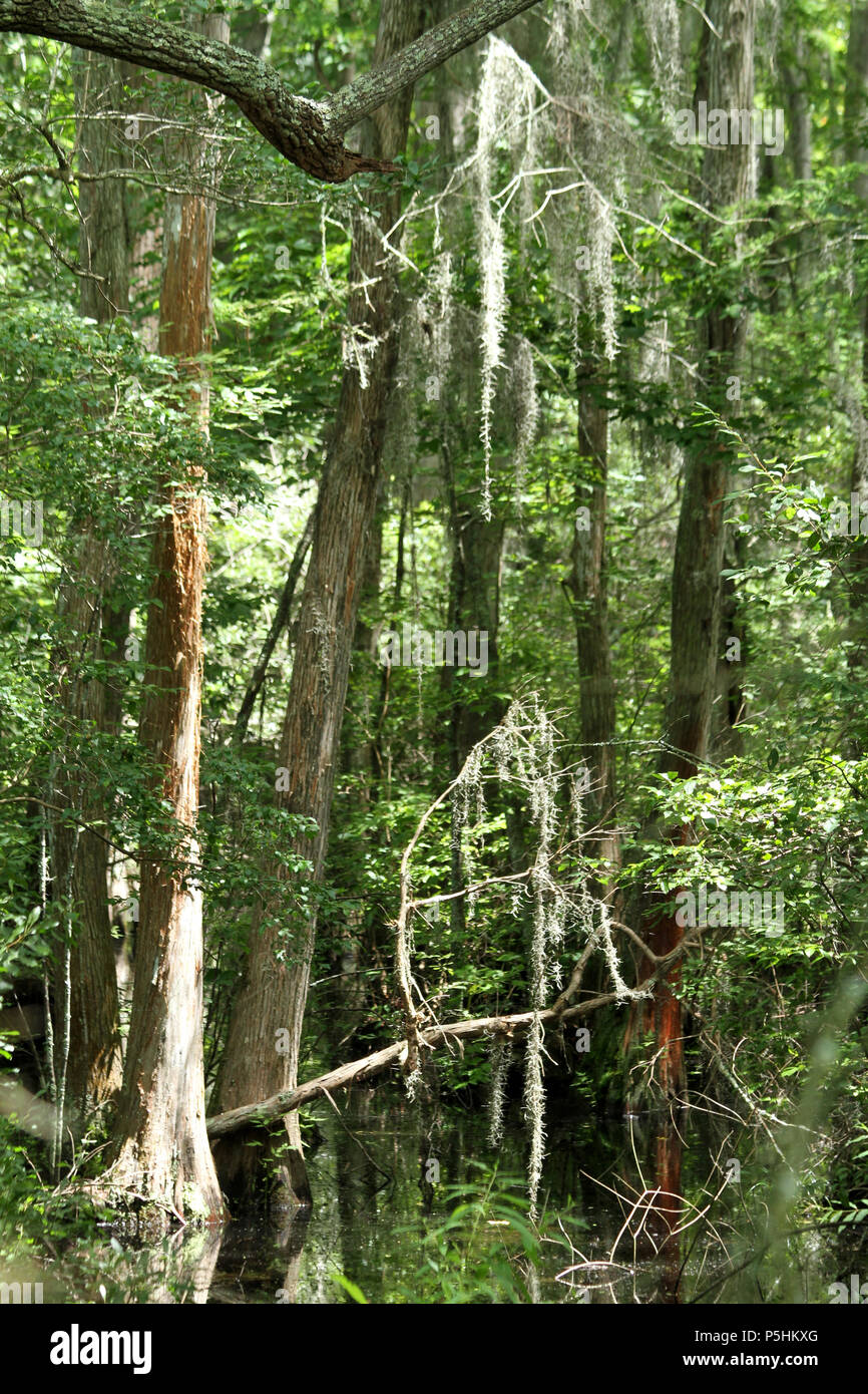 Spanish moss hanging on Bald Cypress trees in swamp area in Eastern