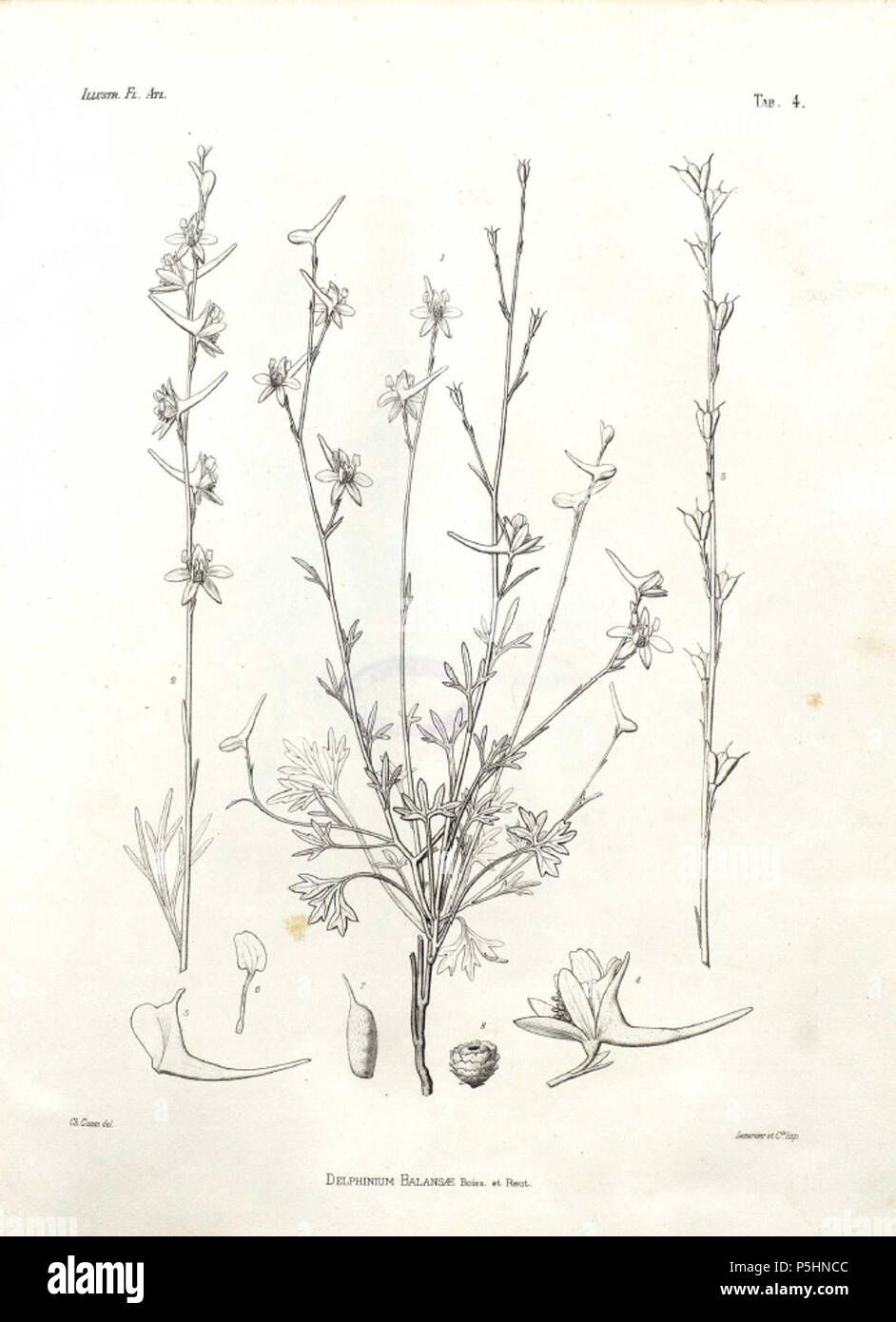 N/A. Français : Dessin de Delphinium balansae Boiss. & Reut. 1882. Cosson 1882-1890 17 151897 Delphinium balansae Cosson 1882-1890 Stock Photo