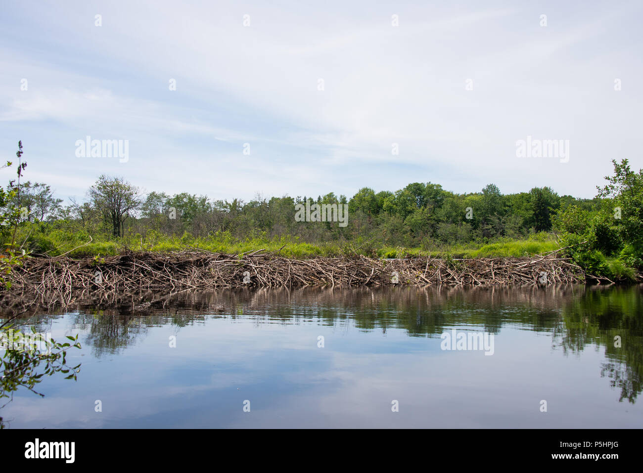 A typical beaver dam on the Kunjamuk River in the Adirondack Mountains, NY USA Stock Photo