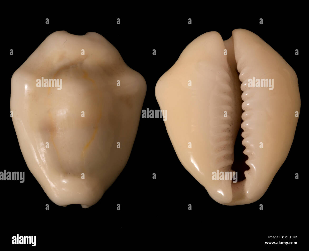 Seashell of Monetaria moneta. Malacology collection. Spain. Europe Stock Photo