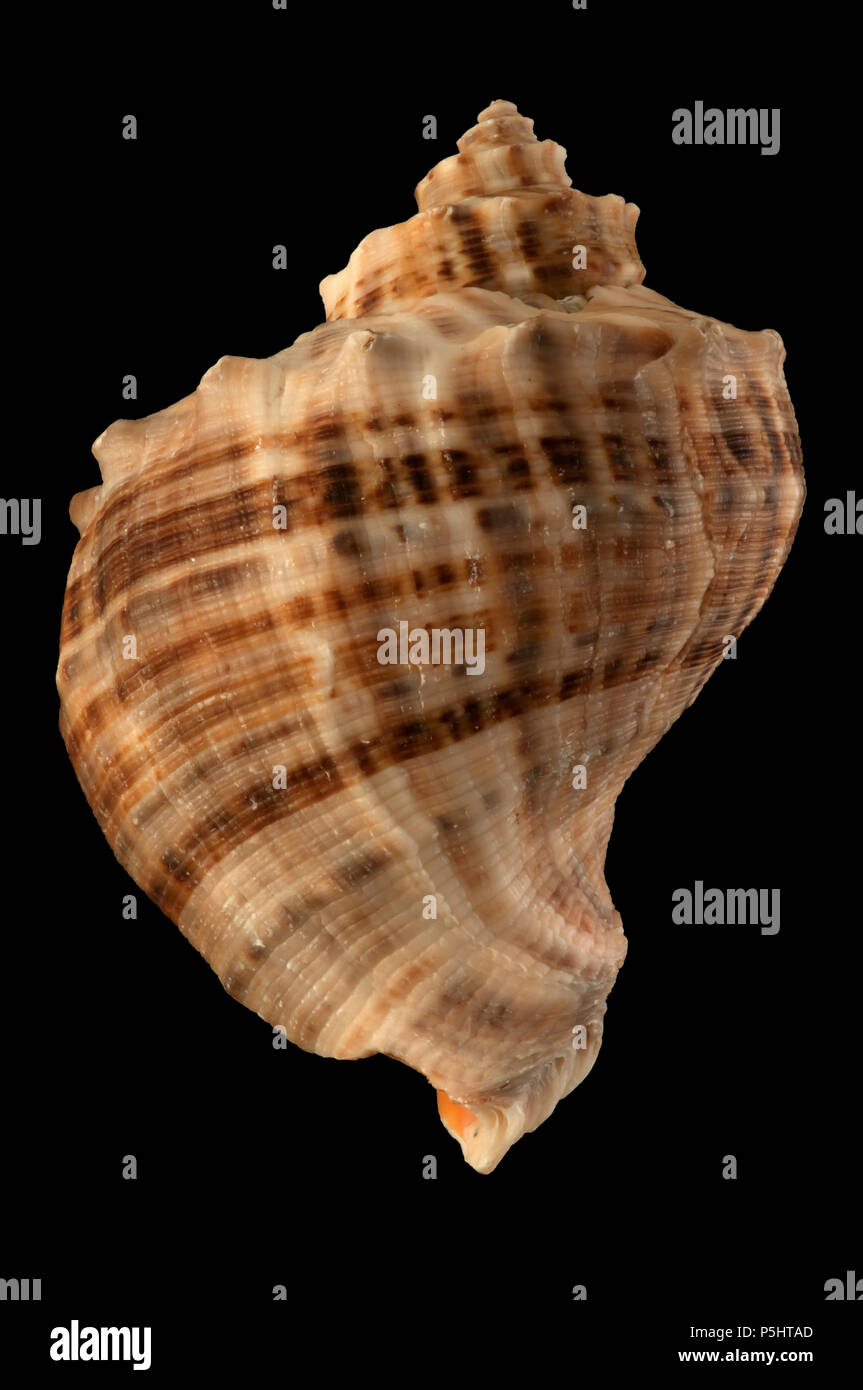 Seashell Of Rapana Venosa Malacology Collection Spain Europe Stock Photo Alamy