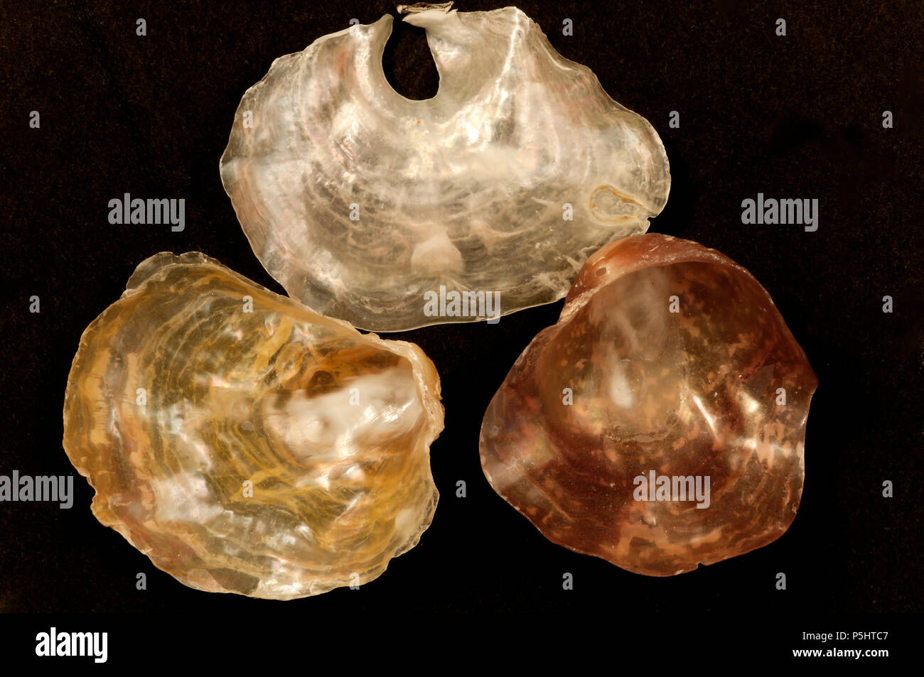 Malacology: Pearly shell (various colors) Stock Photo