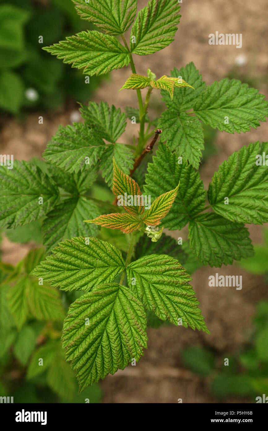 Wine Raspberry Leaves Rubus phoenicolasius japanese wineberry close hi-res stock photography ...