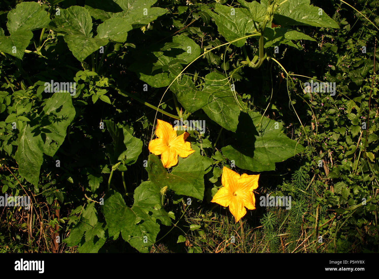 Cucumber vine with flowers Stock Photo Alamy