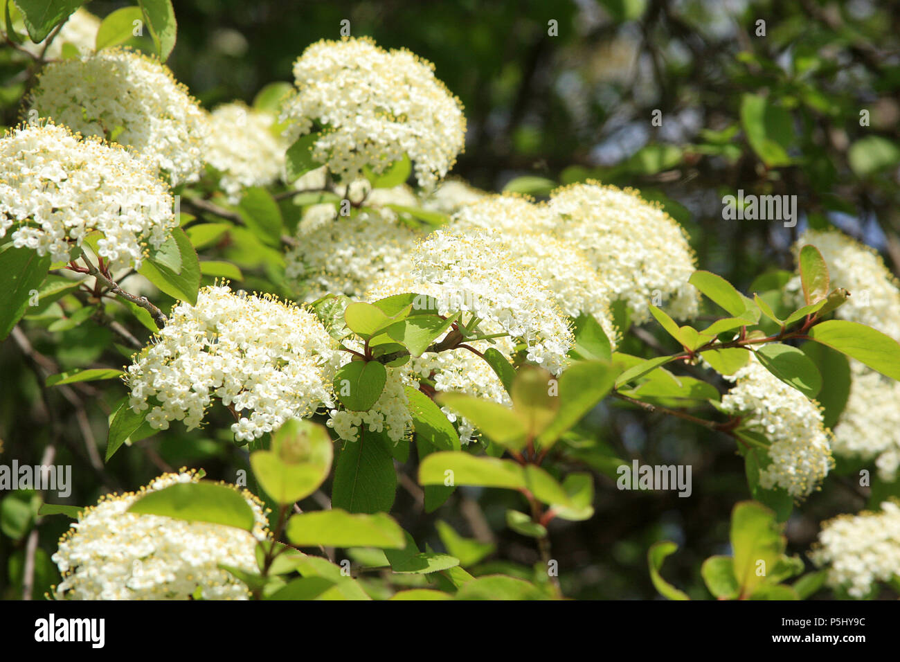 Elderberry flower clusters Stock Photo