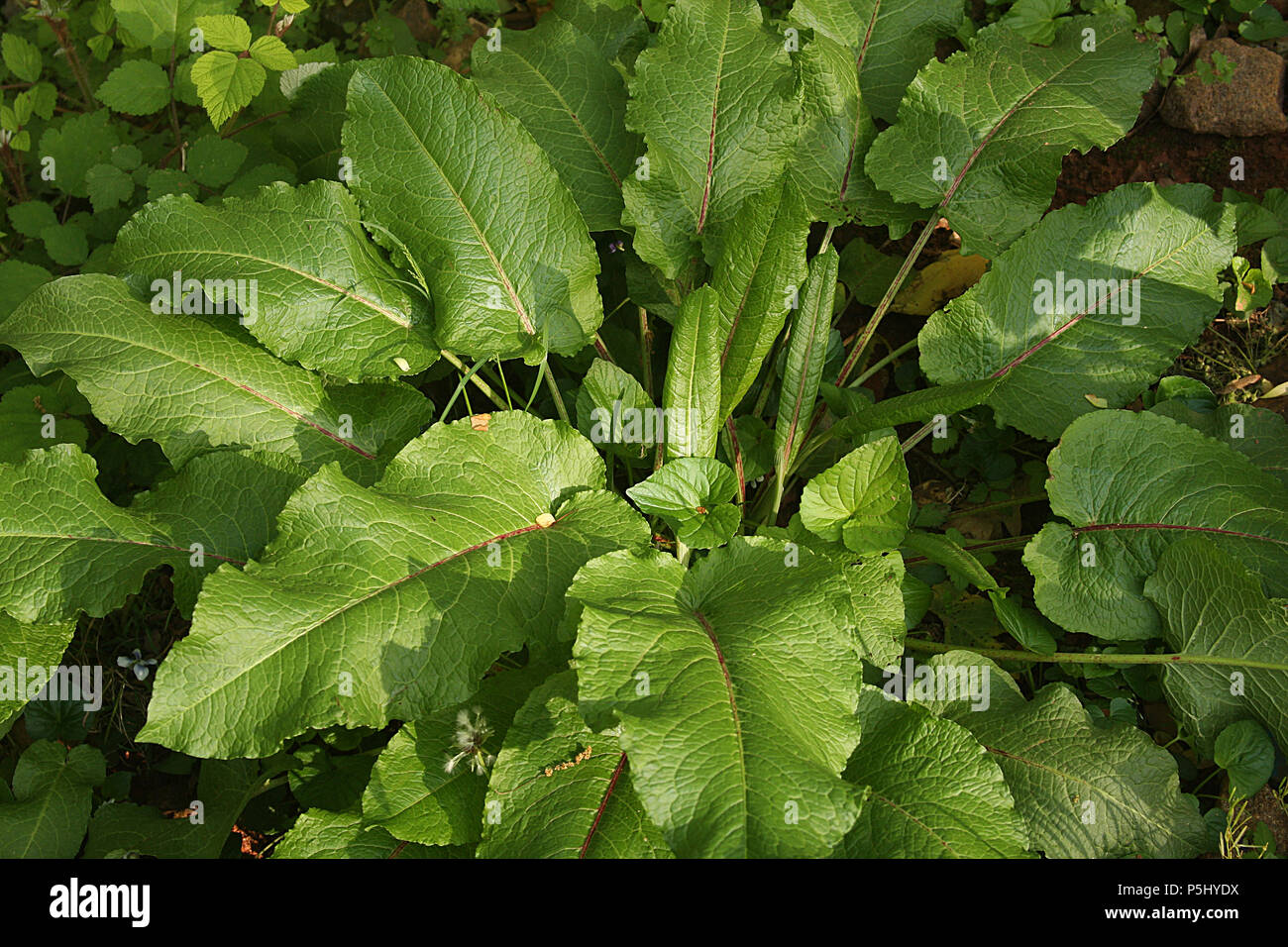 Broad-leaved dock weed Stock Photo