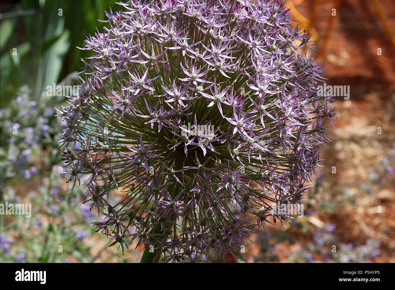 Close up of umbel of onion's flowers Stock Photo