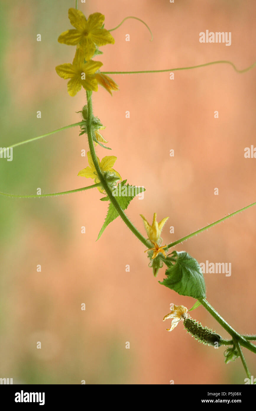 Cucumber vine with flowers Stock Photo Alamy