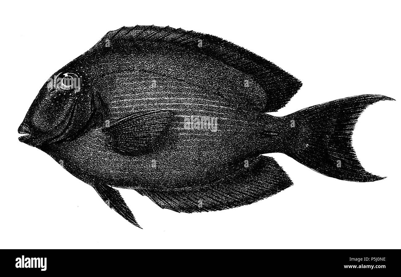 N/A. The species names / identity need verification. The original plates showed the fishes facing right and have been flipped here. Acanthurus strigosus . 1878.   George Henry Ford  (1808–1876)    Alternative names G. H. Ford  Description artist  Date of birth/death 20 May 1808 1876  Location of birth/death Cape Colony London  Authority control  : Q17105498 VIAF:317102730 LCCN:n2015185868 WorldCat 56 Acanthurus strigosus Ford 47 Stock Photo