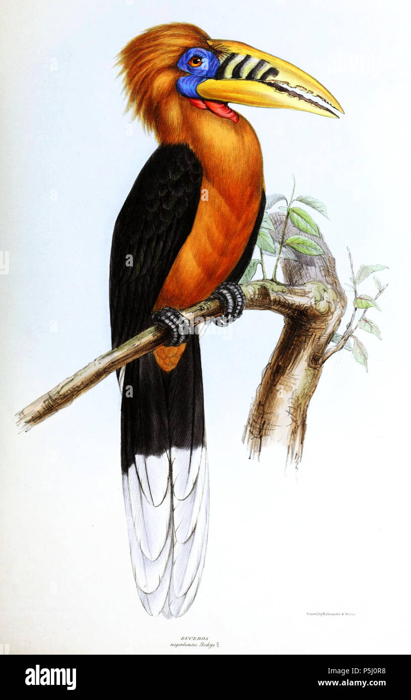 N/A. Aceros nipalensis . 1849. David William Mitchell (1813–1859) 56 Aceros nipalensis Mitchell Stock Photo