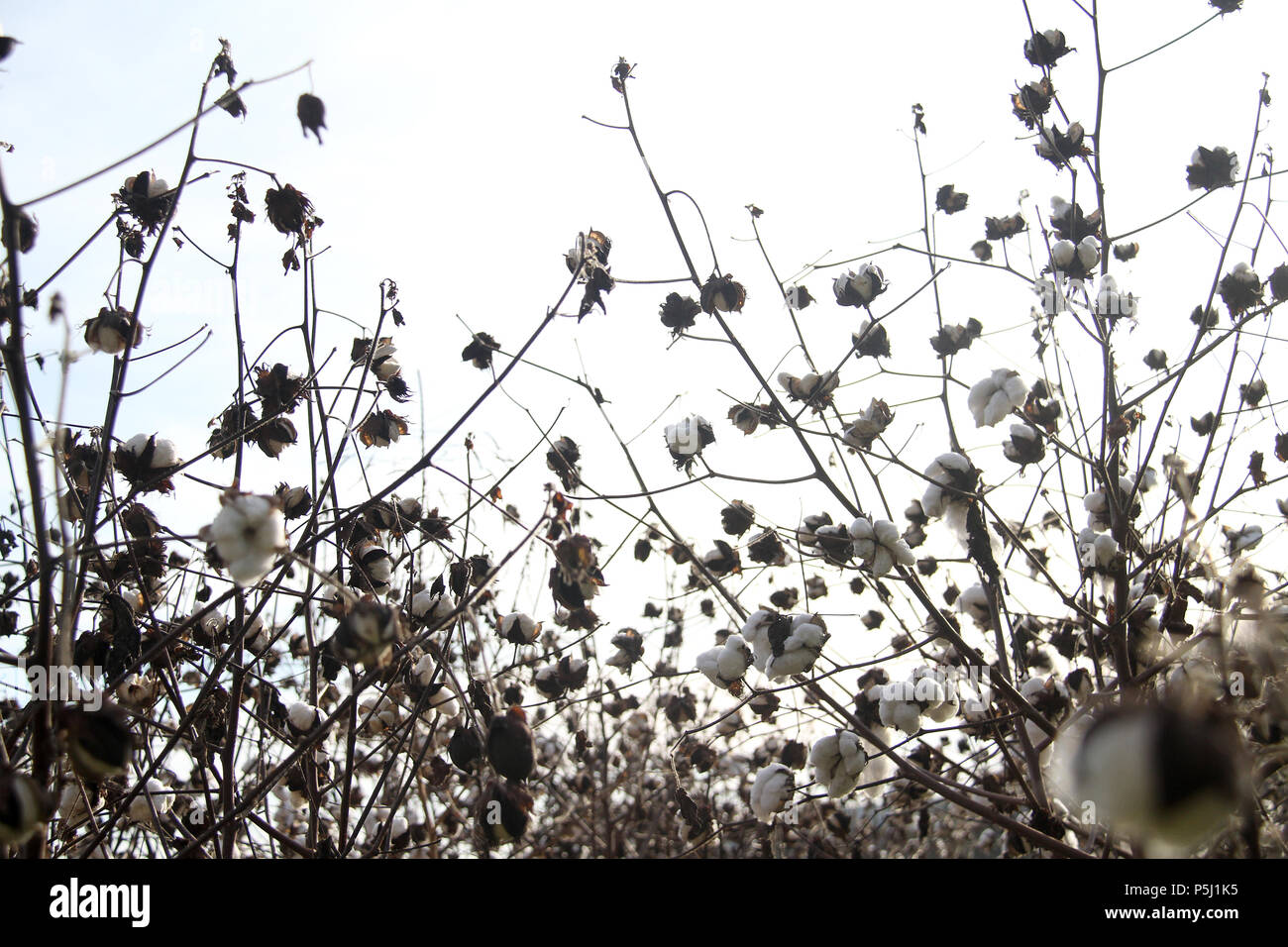Cotton gossypium seeds hi-res stock photography and images - Alamy