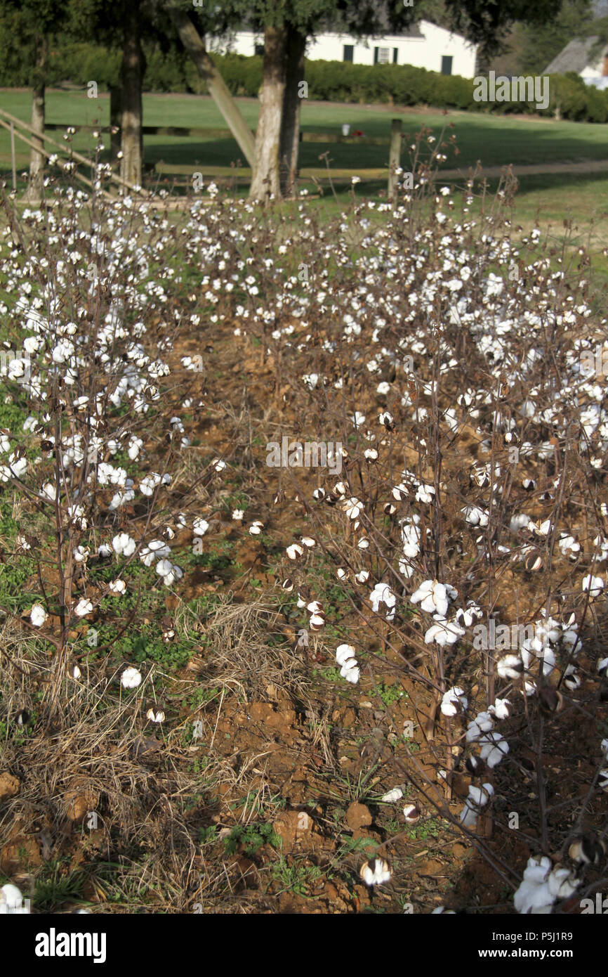 Cotton gossypium seeds hi-res stock photography and images - Alamy