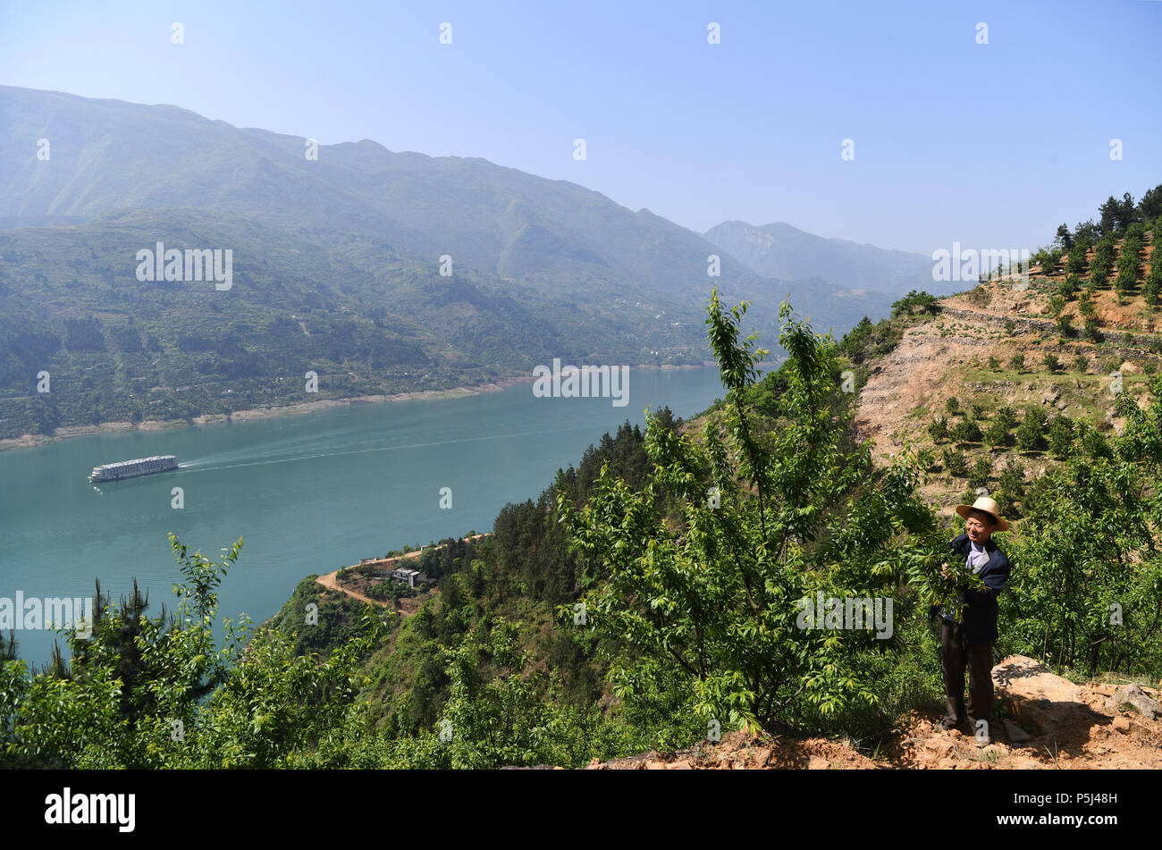 (180627) -- WUSHAN, June 27, 2018 (Xinhua) -- Wang Enhai checks the condition of green plum trees in his orchard in Quanfa Village of Wushan County, southwest China's Chongqing, April 17, 2018. Wang Enhai, 63, used to live in poverty. In 2012, he learnt to plant green plum as the local government began to promote green plum plantation and provide free seedlings, organic fertilizer and technical guidance for villagers. His hard working has been paid back as the living conditions in Wang's family gets better. He has shared his experience with other farmers and helped them with plum cultivation. Stock Photo