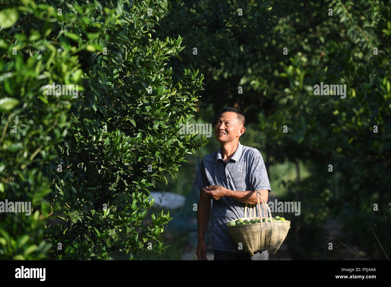 (180627) -- WUSHAN, June 27, 2018 (Xinhua) -- Wang Enhai checks the condition of green plum trees in his orchard in Quanfa Village of Wushan County, southwest China's Chongqing, June 26, 2018. Wang Enhai, 63, used to live in poverty. In 2012, he learnt to plant green plum as the local government began to promote green plum plantation and provide free seedlings, organic fertilizer and technical guidance for villagers. His hard working has been paid back as the living conditions in Wang's family gets better. He has shared his experience with other farmers and helped them with plum cultivation. Stock Photo