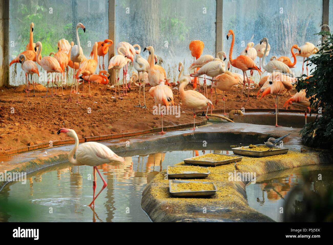 Beijin, Beijin, China. 26th June, 2018. Beijing, CHINA-26th June 2018: Flamingos and azure-winged magpies can be seen at a zoo in Beijing. Credit: SIPA Asia/ZUMA Wire/Alamy Live News Stock Photo
