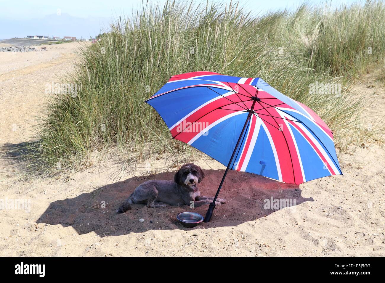 dog beach umbrella