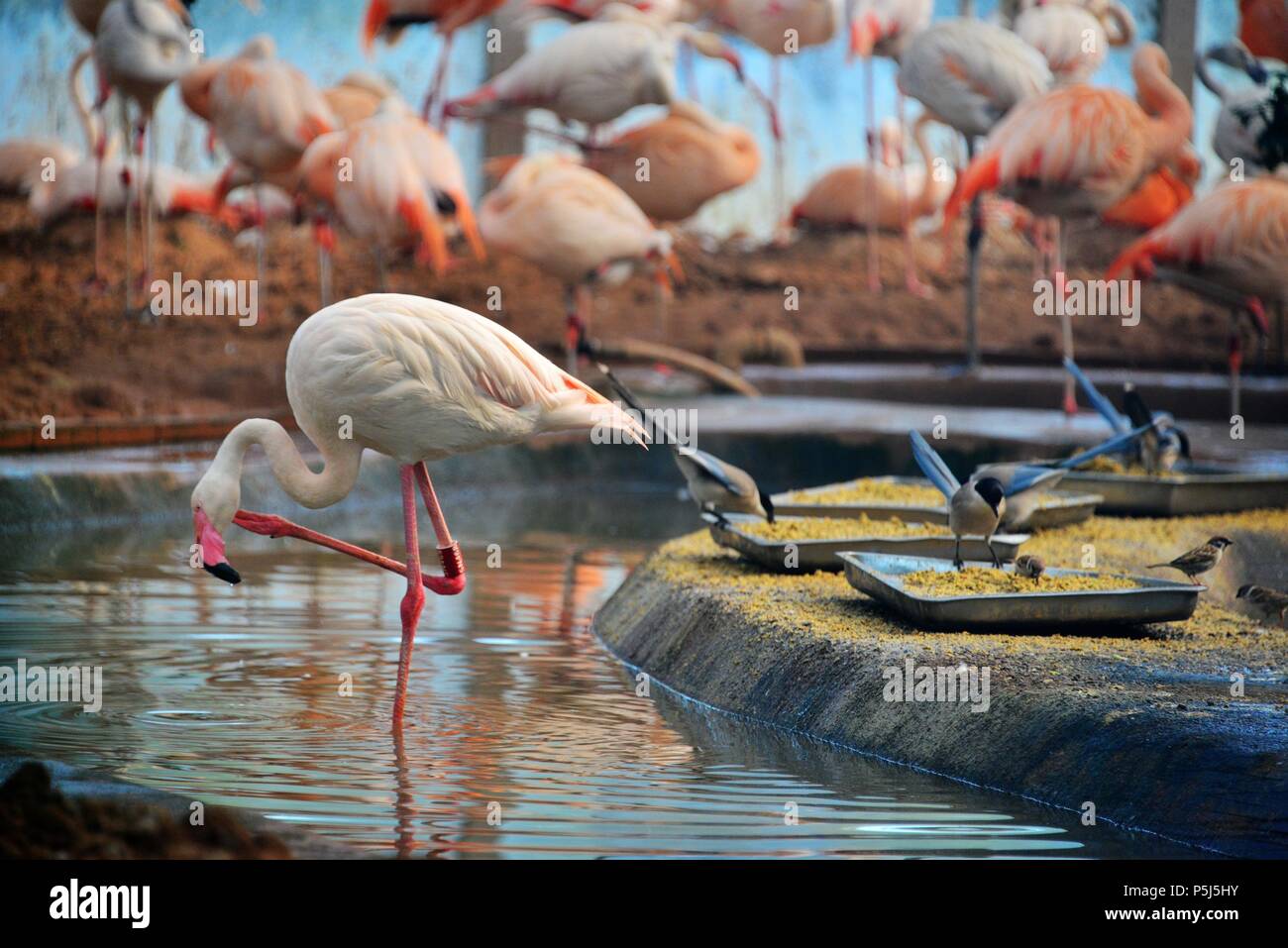 Beijin, Beijin, China. 26th June, 2018. Beijing, CHINA-26th June 2018: Flamingos and azure-winged magpies can be seen at a zoo in Beijing. Credit: SIPA Asia/ZUMA Wire/Alamy Live News Stock Photo