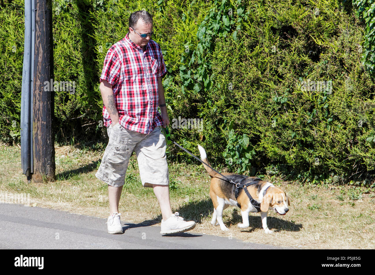 Chippenham, UK, 27th June, 2018. As the UK continues to enjoy the very warm weather, dog walkers are pictured as they take their pets for an early morning walk. Health warnings have been issued as temperatures were forecast to reach a possible high of 33C on Wednesday. Credit: lynchpics/Alamy Live News Stock Photo