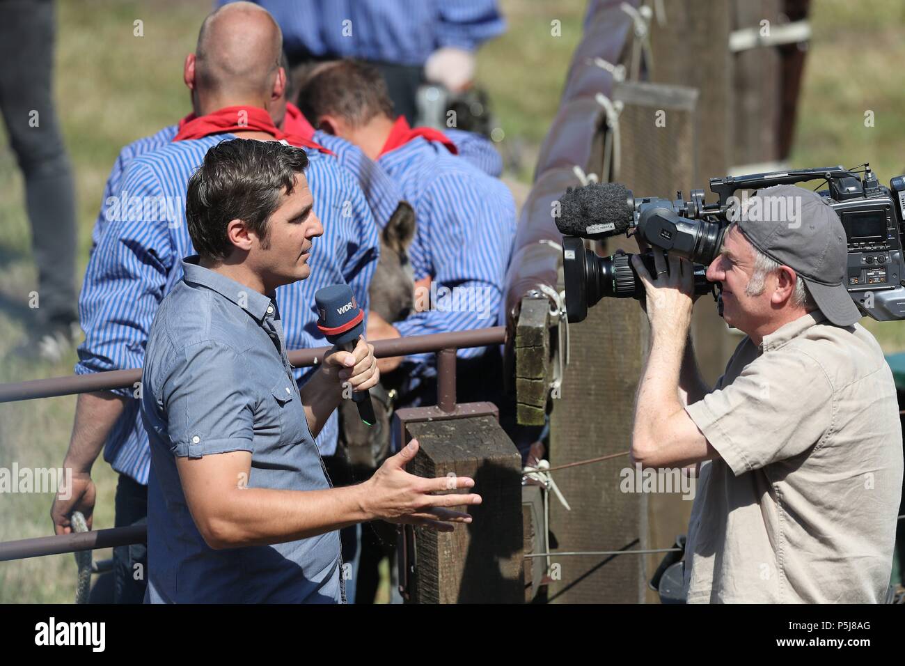 firo Animals Dulmen Merfelder Bruch Wildpferdefang 26.05.2018 Interview WDR Television Camera This year, 35 year old stallions were caught To preserve the wild horses, it is necessary to catch the stallions, which are one year old, from the herd in order to avoid rivalry among the stallions. This Wildpferdefang takes place every year since 1907 on the last Saturday in May in Merfelder Bruch. The one-year stallions are caught by hand and offered for sale by auction. The yearling stallions quickly lose their fear of humans and get used to their new environment. You are said to have a clever, goo Stock Photo