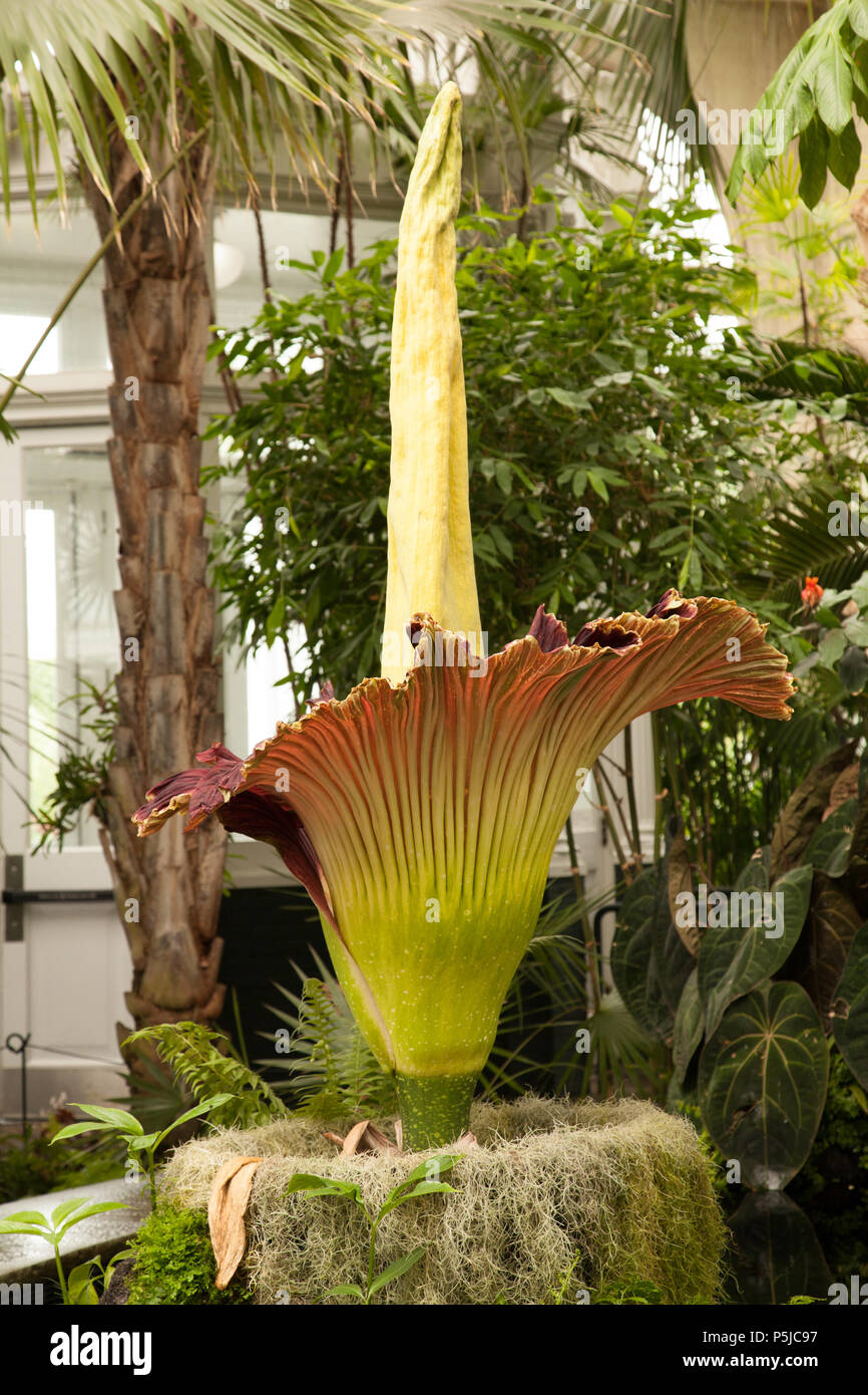 Bronx, USA. 27 June 2018. A Titan Arum or 'Corpse Flower' is in bloom at the New York Botanical Garden for the second time in two years. This flower is 77 inches (195.58 cm) tall and will bloom for 24-36 hours before withering. The garden opened an hour early and will remain open for extended hours while the flower is on display. Credit: Wanda Lotus/Alamy Live News. Credit: Wanda Lotus/Alamy Live News Stock Photo