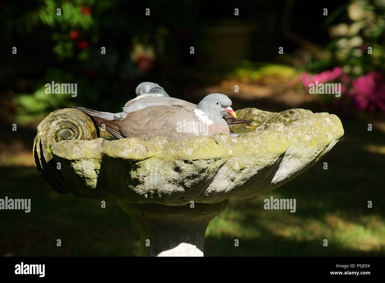Wood pigeon bathing uk hires stock photography and images Alamy