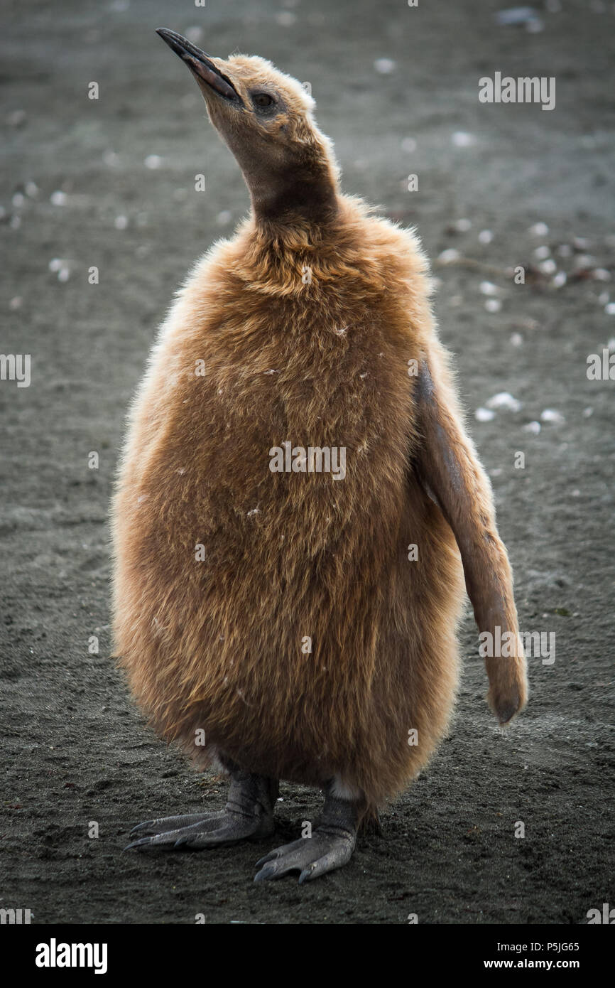 King Penguin chick with fluffy brown down feathers on black sand beach Stock Photo